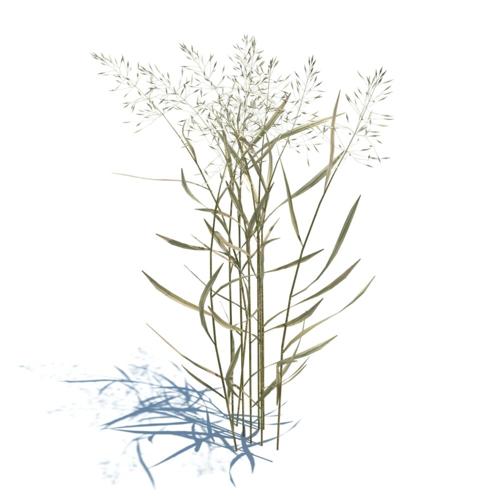 Agrostis Capillaris V2 Modèle 3d