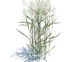 Agrostis Capillaris V3 3D model