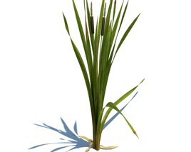 Typha Latifolia L. V2 3Dモデル