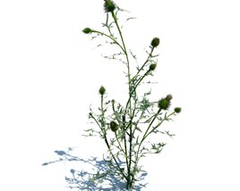 Cirsium Vulgare V1 3D模型