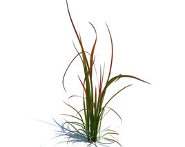 Imperata Cylindrica Red Baron V1 3D 모델 