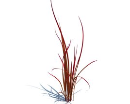 Imperata Cylindrica Red Baron V2 3D 모델 
