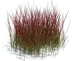 Imperata Cylindrica Red Baron V3 3D 모델 