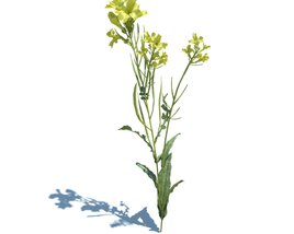 Brassica Napus L V1 Modello 3D