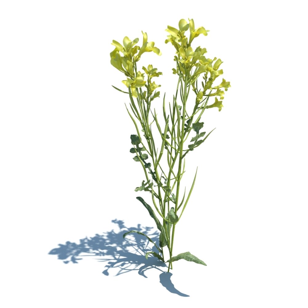 Brassica Napus L V2 3D-Modell