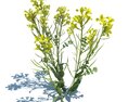 Brassica Napus L V3 3D模型
