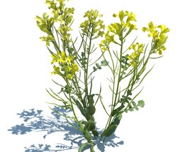 Brassica Napus L V3 3Dモデル
