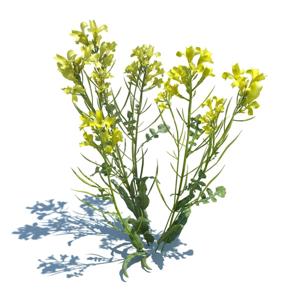 Brassica Napus L V3 3Dモデル