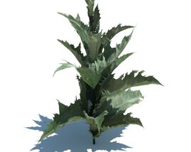 Onopordum  Acanthium  L V1 3D model