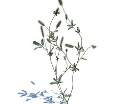 Trifolium Arvense V1 3D модель