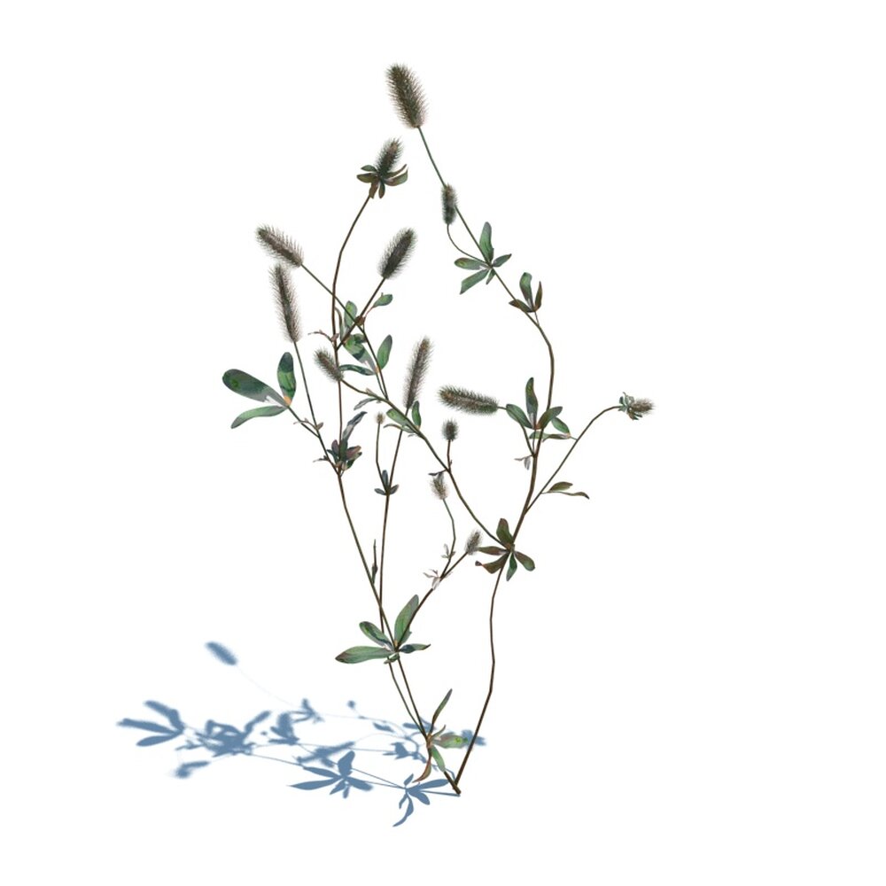 Trifolium Arvense V1 3D 모델 