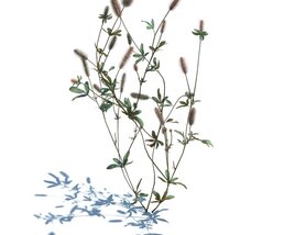 Trifolium Arvense V2 3D model