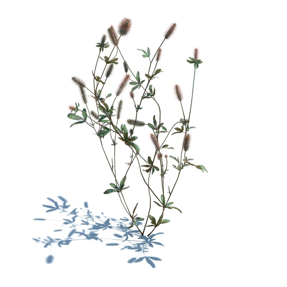 Trifolium Arvense V2 3D 모델 