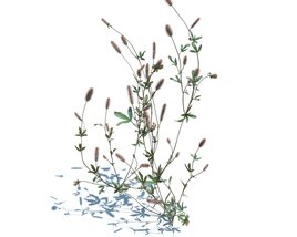 Trifolium Arvense V3 Modello 3D