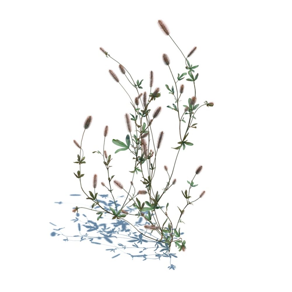 Trifolium Arvense V3 3D-Modell