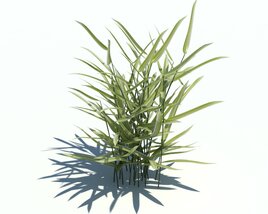 Phalaris Arundinacea V9 3Dモデル