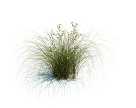 Carex Aurea V1 3D-Modell