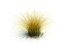 Carex Aurea V2 3D model