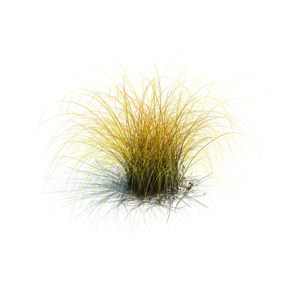 Carex Aurea V2 Modèle 3d