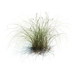 Carex Aurea V3 Modello 3D