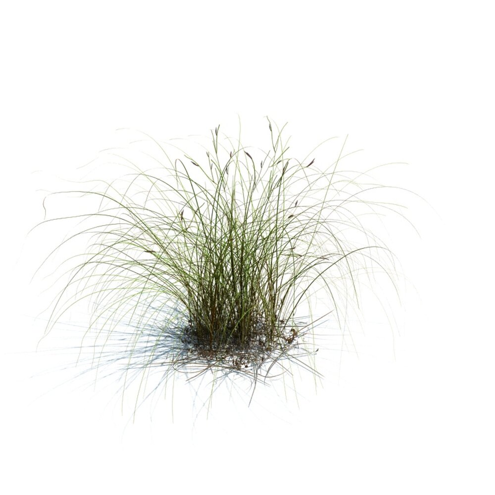 Carex Aurea V3 3D модель
