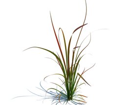 Imperata Cylindrica Red Baron V4 3D 모델 