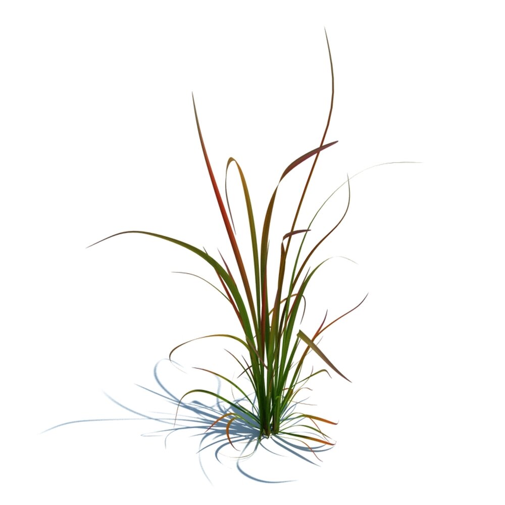 Imperata Cylindrica Red Baron V4 3D 모델 
