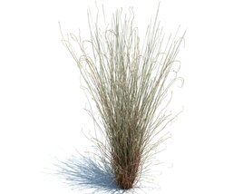 Carex Buchananii V1 3Dモデル