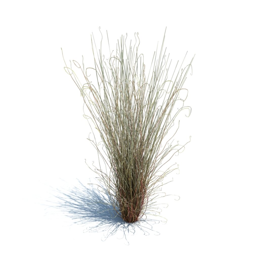 Carex Buchananii V1 3D-Modell