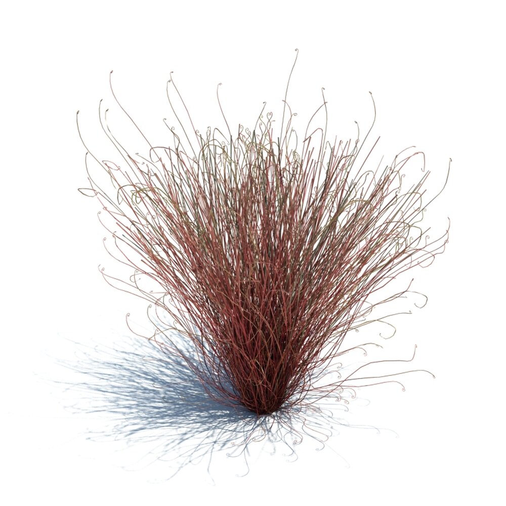 Carex Buchananii V2 3D 모델 