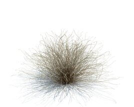 Carex Buchananii V3 3D 모델 
