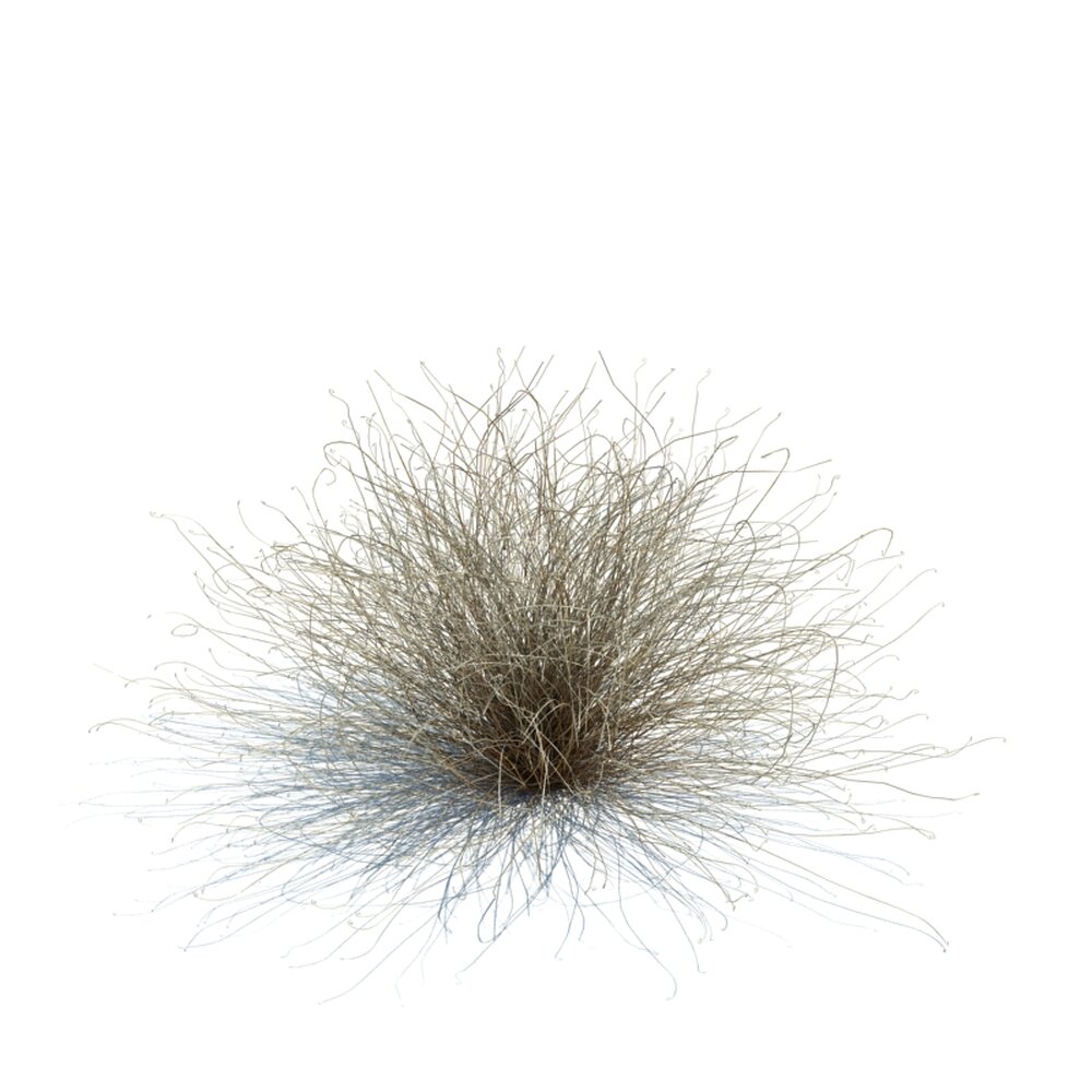Carex Buchananii V3 Modello 3D