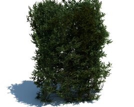 Hedge V13 3D model