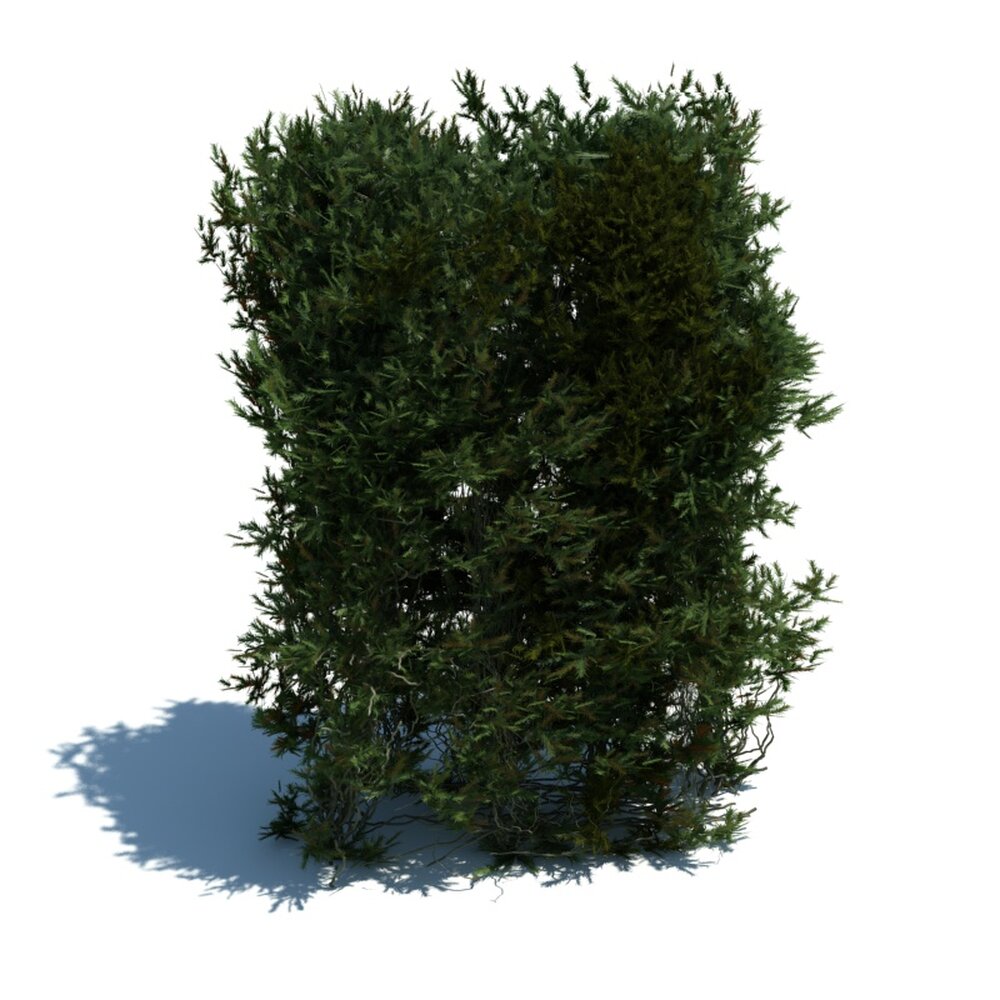 Hedge V13 3D-Modell