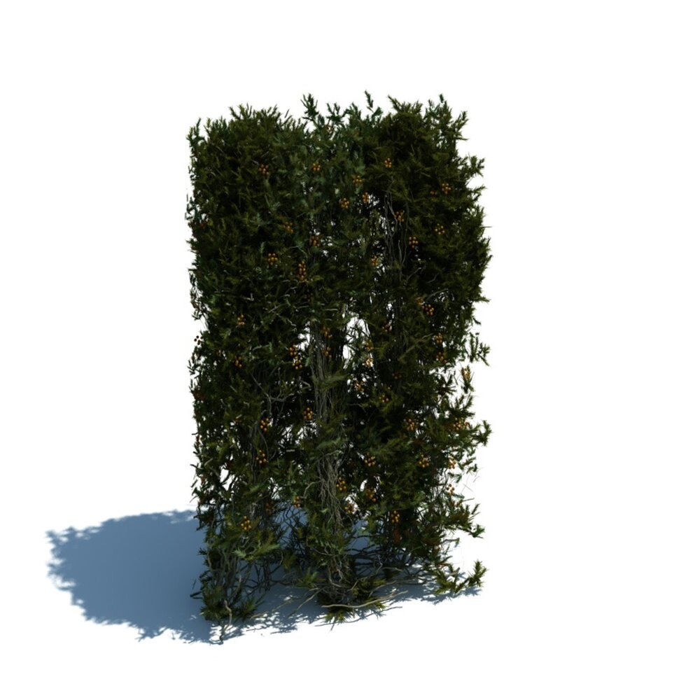 Hedge V15 3D-Modell