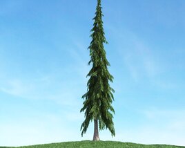 Solitary Evergreen Tree 3D-Modell
