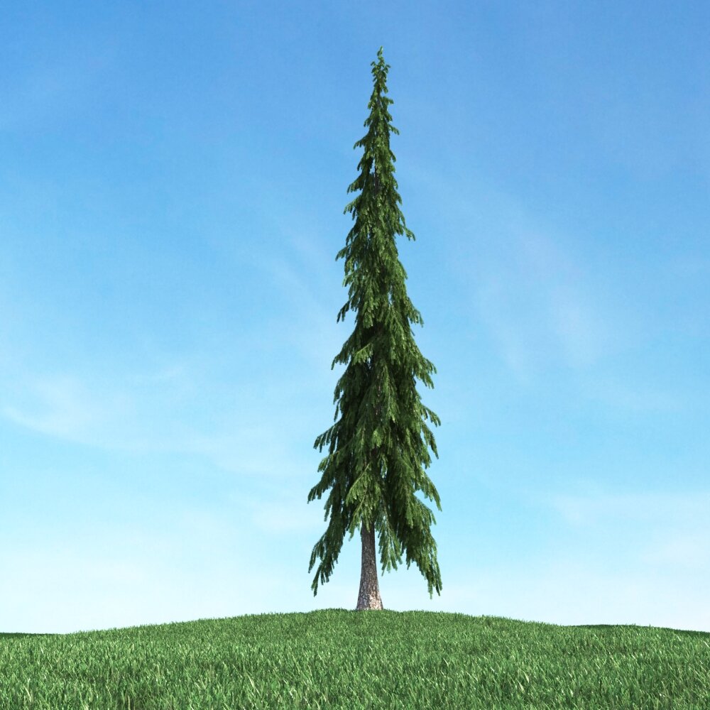 Solitary Evergreen Tree 3D model