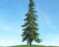 Solitary Evergreen Tree 02 3D模型