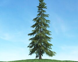 Solitary Evergreen Tree 02 3D-Modell