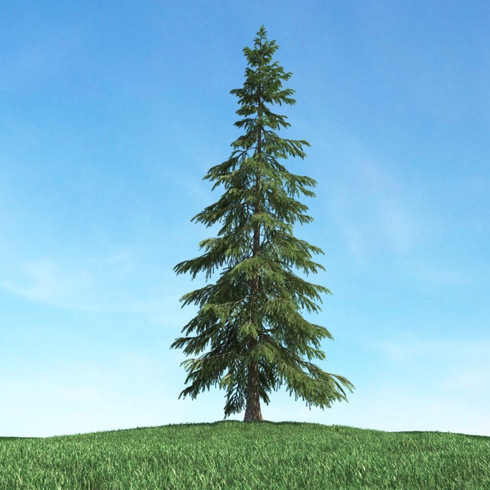 Solitary Evergreen Tree 02 Modello 3D