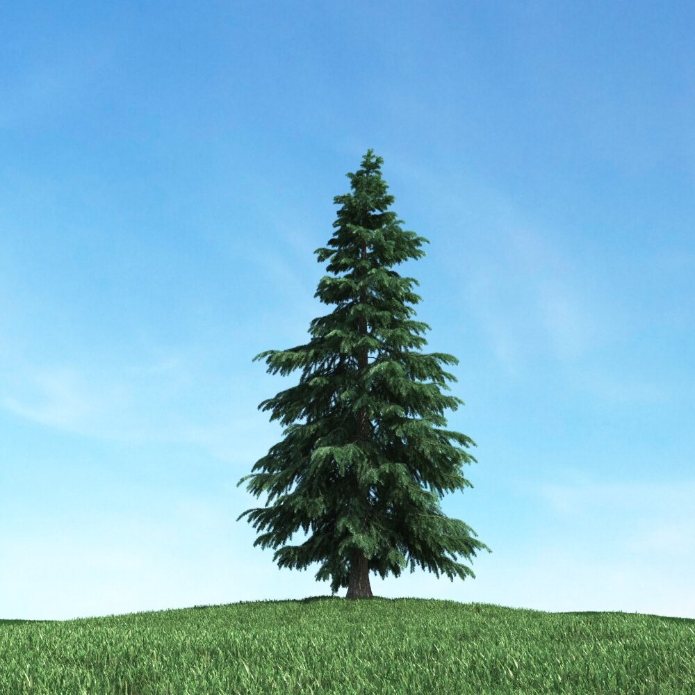 Solitary Fir Tree 3D 모델 