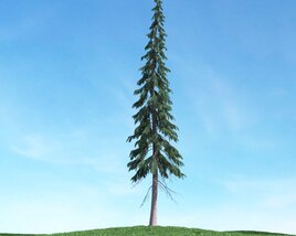 Lone Pine Tree 06 3D model