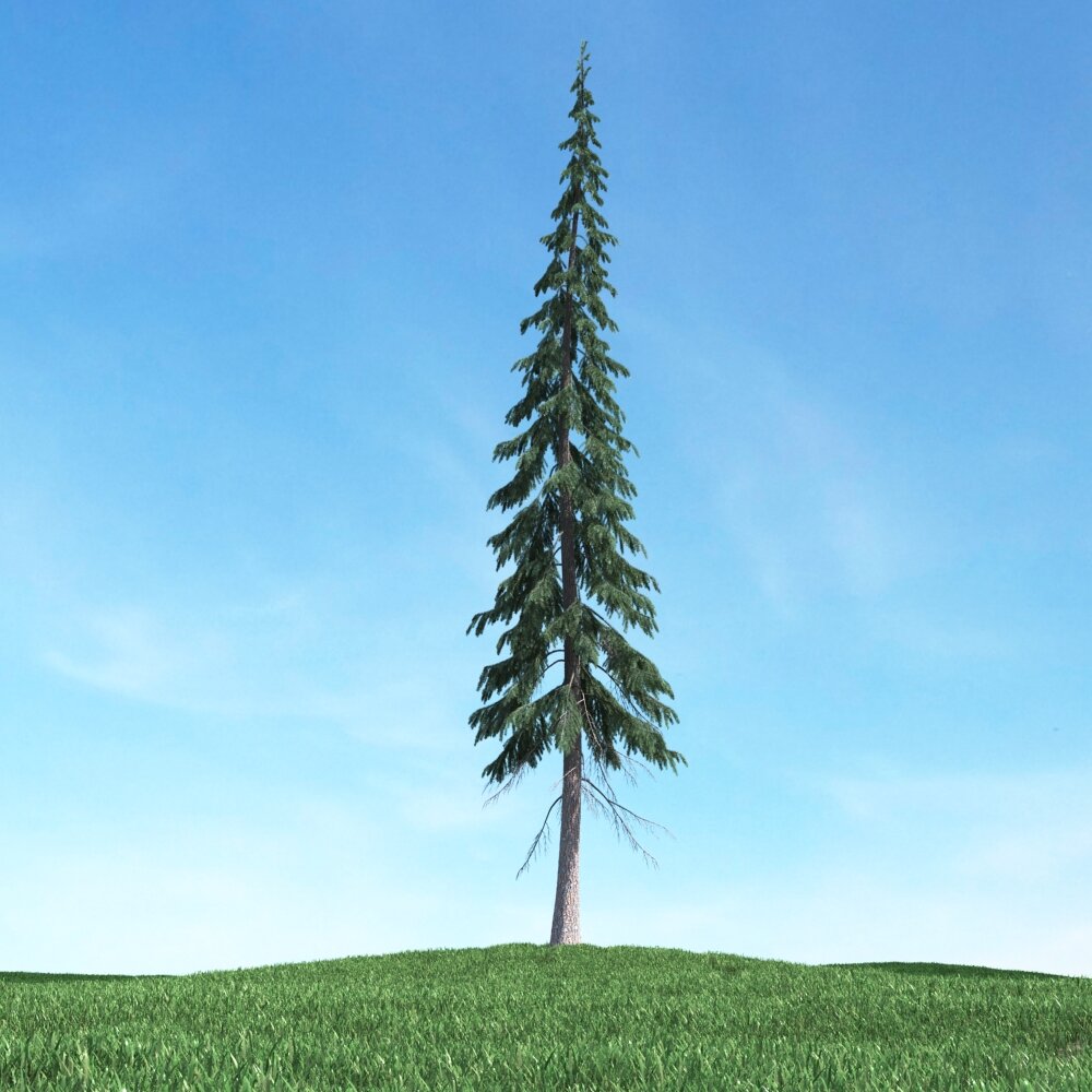Lone Pine Tree 06 Modello 3D