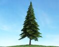 Majestic Pine Tree 3d model