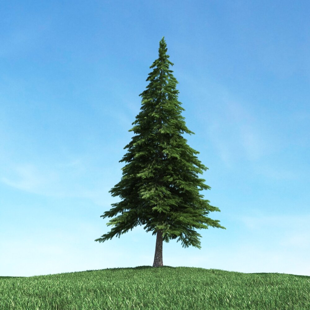 Majestic Pine Tree 3D модель