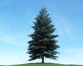 Solitary Pine Tree 06 Modèle 3d