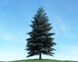Solitary Pine Tree 06 3D model
