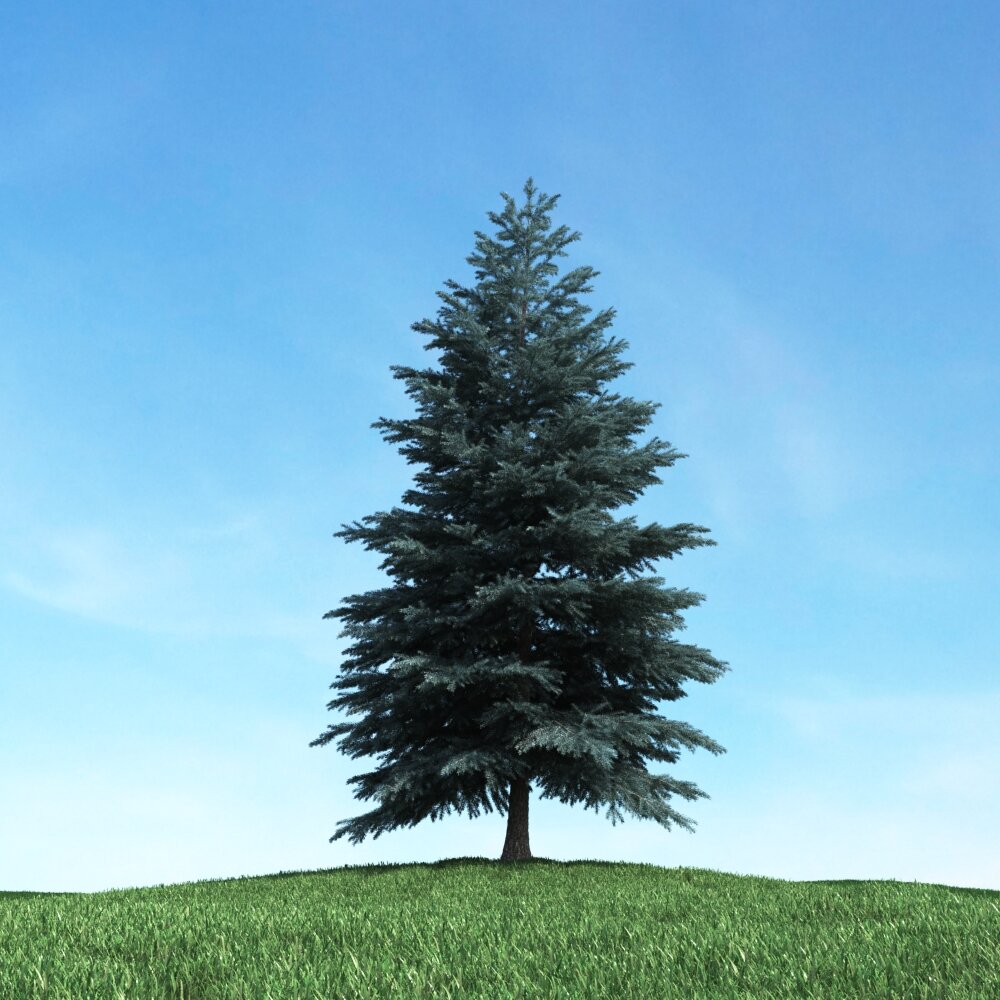 Solitary Pine Tree 06 3D model