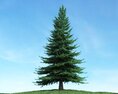 Verdant Pine Tree 02 3d model