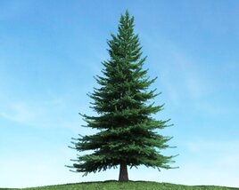 Verdant Pine Tree 02 Modèle 3D